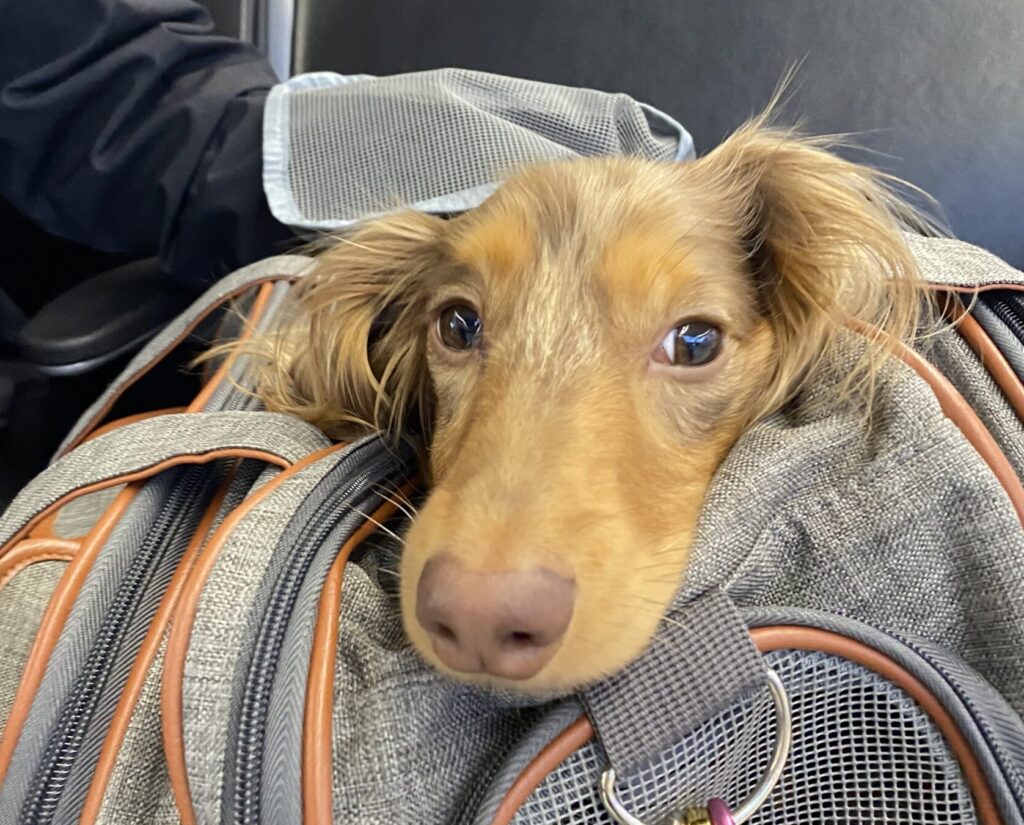 Flying With Your Pet - Roswell Weenie