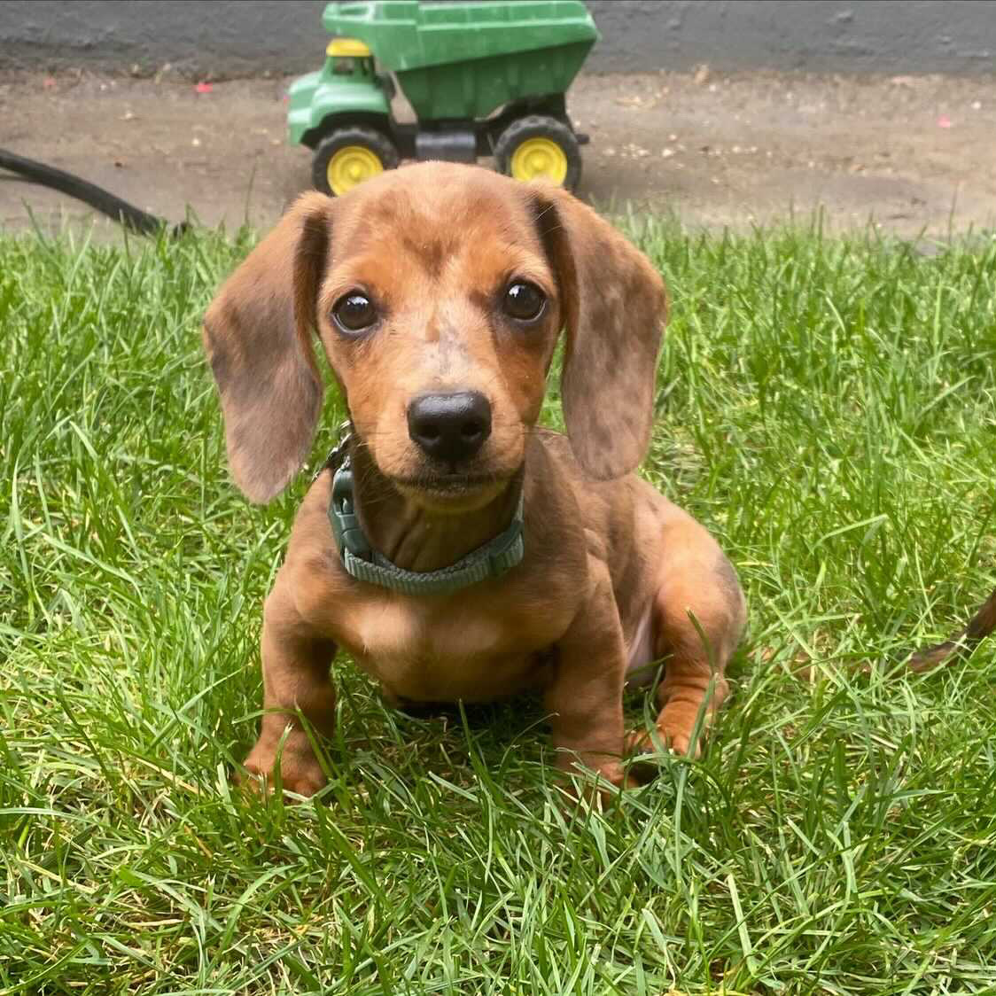 The Best Dachshund Breeders in New England - Roswell Weenie